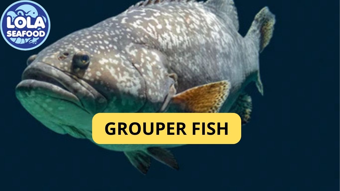 Grouper Fish